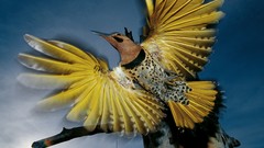 Birds national geographic