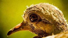 Birds national geographic