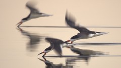 Birds national geographic