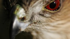 Birds national geographic