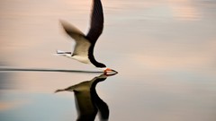 Birds national geographic