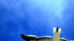 Birds national geographic