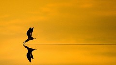 Birds national geographic