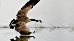 Birds national geographic