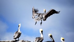 Birds national geographic