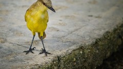 Birds national geographic