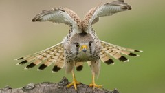 Birds national geographic