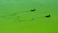 Birds national geographic