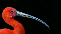 Birds national geographic