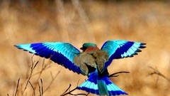 Birds national geographic