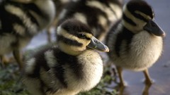 Birds national geographic