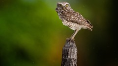 Birds national geographic