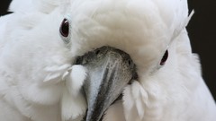 Birds national geographic