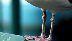 Birds national geographic