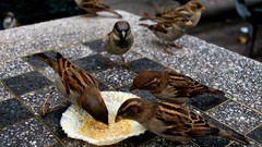 Birds national geographic