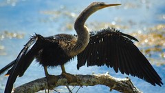 Birds national geographic