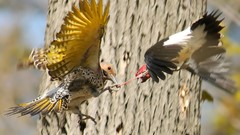 Birds national geographic