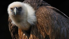 Birds national geographic