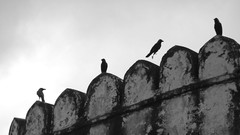 Birds national geographic