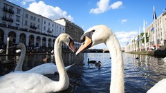 Birds national geographic