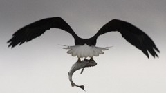 Birds national geographic