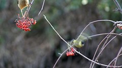 Birds national geographic