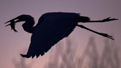 Birds national geographic