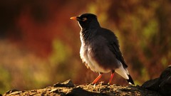 Birds national geographic