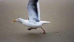 Birds national geographic