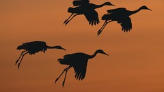 Birds national geographic