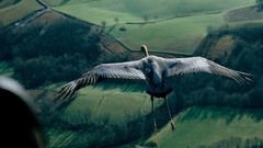 Birds national geographic aerial view