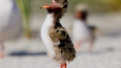 Birds national geographic baby birds