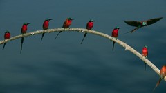 Birds national geographic Bee