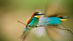 Birds national geographic Bee Eaters