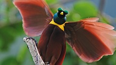 Birds national geographic Bird