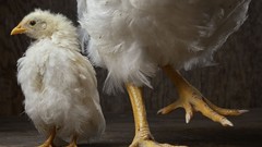 Birds national geographic Chickens