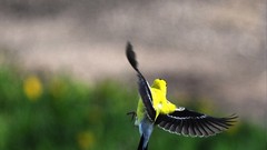 Birds national geographic Finches