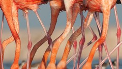 Birds national geographic flamingos