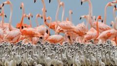 Birds national geographic flamingos baby birds