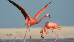 Birds national geographic flamingos caribbean