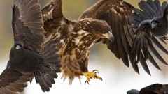 Birds national geographic hawks