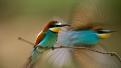 Birds national geographic motion