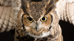 Birds national geographic Owls