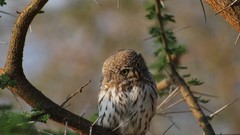 Birds national geographic Owls