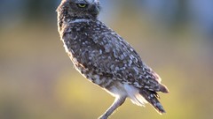 Birds national geographic Owls