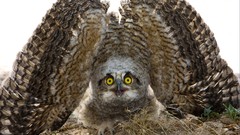 Birds national geographic Owls