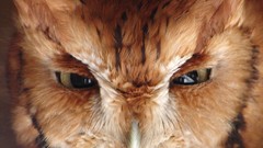 Birds national geographic Owls