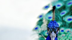 Birds national geographic Peacocks