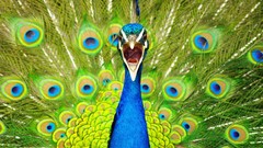 Birds national geographic Peacocks