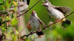 Birds national geographic songbirds